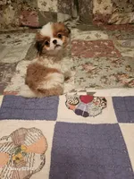 Tsymbali reduced, a male Japanese Chin for sale in Perkins, OK – Photo 9 of 9