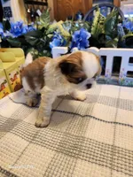 Tsymbali, a male Japanese Chin for sale in Perkins, OK – Photo 3 of 8