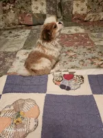 Tsymbali reduced, a male Japanese Chin for sale in Perkins, OK – Photo 7 of 9