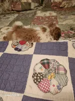 Tsymbali reduced, a male Japanese Chin for sale in Perkins, OK – Photo 2 of 9