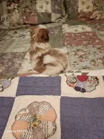 Tsymbali reduced, a male Japanese Chin for sale in Perkins, OK – Photo 8 of 9