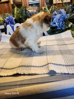 Tsymbali, a male Japanese Chin for sale in Perkins, OK – Photo 4 of 8