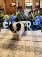 Richy, a male Japanese Chin for sale in Perkins, OK – Photo 1 of 7
