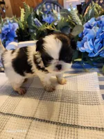 Richy, a male Japanese Chin for sale in Perkins, OK – Photo 5 of 7