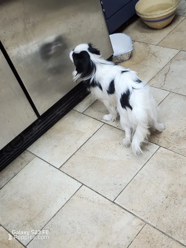 Ettas Acres Midori Ito – Japanese Chin puppy for sale in Perkins, OK