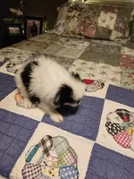 Miagi, a female Japanese Chin for sale in Perkins, OK – 10 of 10
