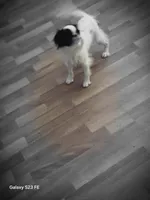 Suma, a male Japanese Chin for sale in Perkins, OK – 9 of 9