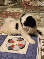 Suma, a female Japanese Chin for sale in Perkins, OK – 7 of 10