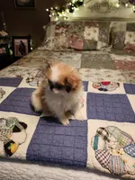 Mango, a female Japanese Chin for sale in Perkins, OK – 7 of 10