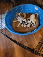 Stella litter, a male Japanese Chin for sale in Perkins, OK – Photo 2 of 3