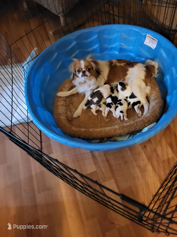 Stella litter, a male Japanese Chin for sale in Perkins, OK – Photo 1 of 3