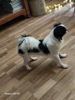 Hana, a female Japanese Chin for sale in Perkins, OK – 5 of 8