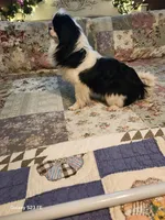 Stormy, a male Japanese Chin for sale in Perkins, OK – Photo 5 of 7