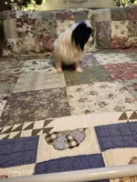 Stormy, a male Japanese Chin for sale in Perkins, OK – Photo 4 of 7