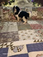 Stormy, a male Japanese Chin for sale in Perkins, OK – Photo 3 of 7