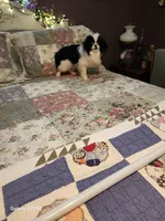 Stormy, a male Japanese Chin for sale in Perkins, OK – Photo 1 of 7