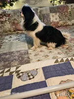 Stormy, a male Japanese Chin for sale in Perkins, OK – Photo 7 of 7