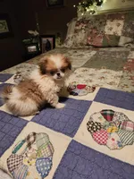 Mango, a female Japanese Chin for sale in Perkins, OK – 9 of 10