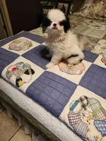 Miagi, a female Japanese Chin for sale in Perkins, OK – 4 of 10
