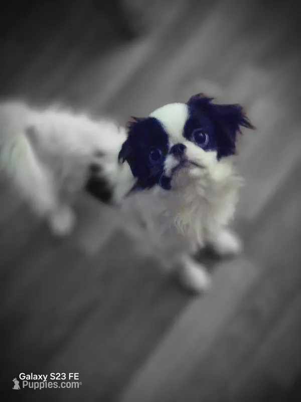 Suma – Japanese Chin puppy for sale in Perkins, OK