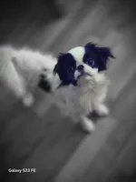 Suma, a male Japanese Chin for sale in Perkins, OK – 1 of 9