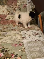 Suma, a female Japanese Chin for sale in Perkins, OK – 3 of 10
