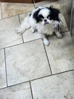 Ettas Acres Midori Ito, a female Japanese Chin for sale in Perkins, OK – 6 of 6