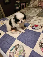 Miagi, a female Japanese Chin for sale in Perkins, OK – 3 of 10