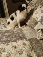 Ettas Acres Midori Ito, a female Japanese Chin for sale in Perkins, OK – 3 of 6