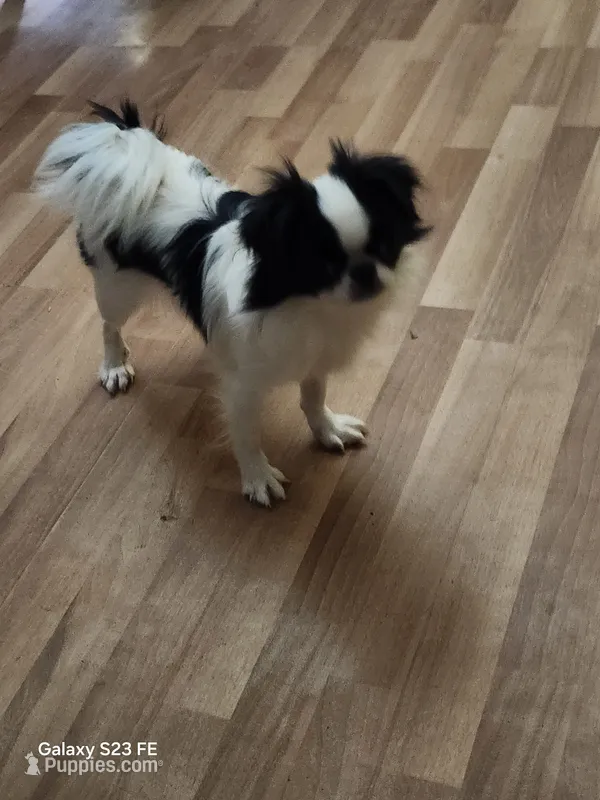Hana – Japanese Chin puppy for sale in Perkins, OK