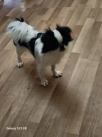Hana, a female Japanese Chin for sale in Perkins, OK – 1 of 8