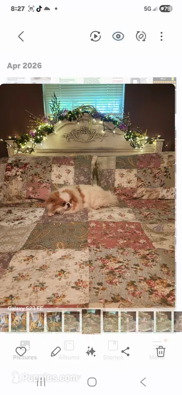 Ito  – Japanese Chin puppy for sale in Perkins, OK