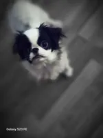 Suma, a male Japanese Chin for sale in Perkins, OK – 8 of 9
