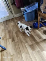 Ettas Believe it or not Ripley, a male Japanese Chin for sale in Perkins, OK – 4 of 8