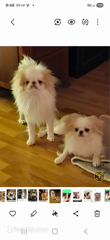 Ito – Japanese Chin puppy for sale in Perkins, OK