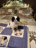 Suma, a female Japanese Chin for sale in Perkins, OK – 6 of 10