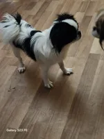 Hana, a female Japanese Chin for sale in Perkins, OK – 6 of 8