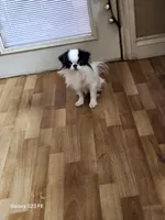 Ettas Believe it or not Ripley, a male Japanese Chin for sale in Perkins, OK – 8 of 8