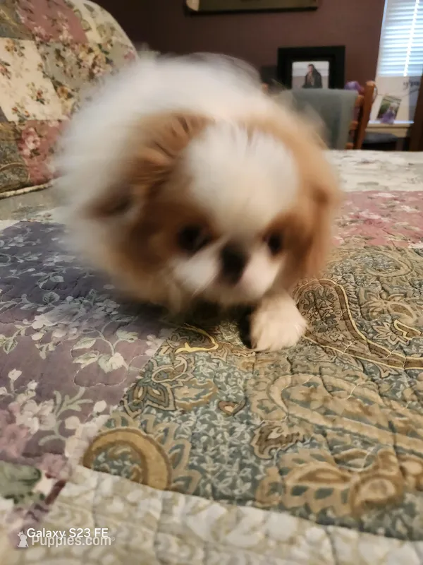 Ito – Japanese Chin puppy for sale in Perkins, OK