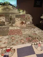 Ito just reduced, a male Japanese Chin for sale in Perkins, OK – Photo 6 of 10