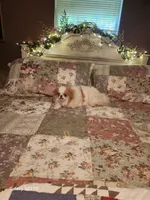 Ito just reduced, a male Japanese Chin for sale in Perkins, OK – Photo 4 of 10