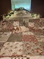 Ito just reduced, a male Japanese Chin for sale in Perkins, OK – Photo 5 of 10