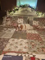 Ito just reduced, a male Japanese Chin for sale in Perkins, OK – Photo 3 of 10