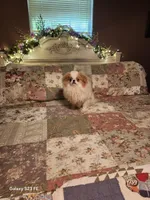 Ito just reduced, a male Japanese Chin for sale in Perkins, OK – Photo 9 of 10