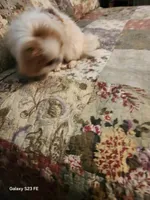 Ito, a male Japanese Chin for sale in Perkins, OK – Photo 6 of 8