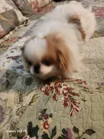 Ito, a male Japanese Chin for sale in Perkins, OK – Photo 4 of 8