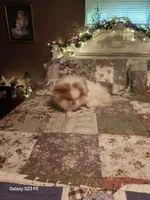 Ito just reduced, a male Japanese Chin for sale in Perkins, OK – Photo 7 of 10