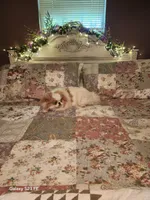 Ito just reduced, a male Japanese Chin for sale in Perkins, OK – Photo 10 of 10