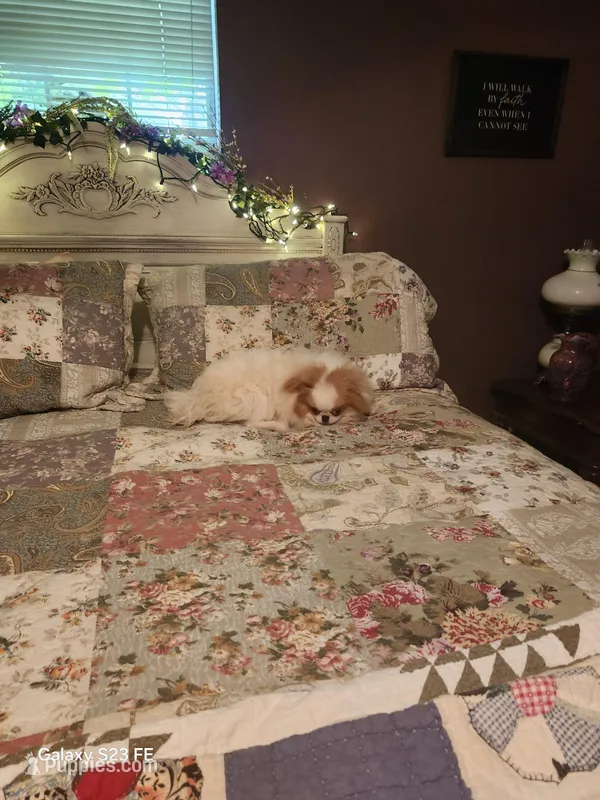 Ito just reduced – Japanese Chin puppy for sale in Perkins, OK