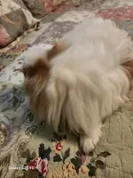 Ito, a male Japanese Chin for sale in Perkins, OK – Photo 1 of 8